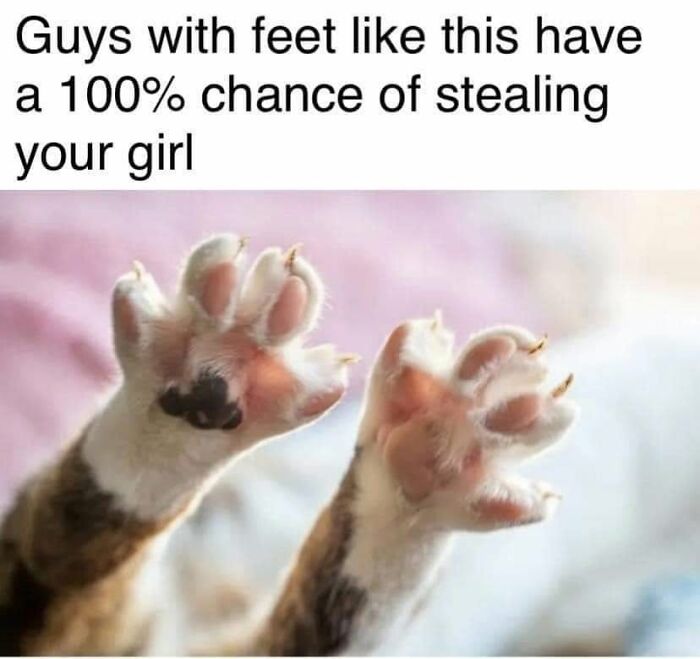If You Live With A Cat, These 51 Funny Memes Shared By This Page Might Feel A Little Too Familiar If You Live With A Cat, These 51 Funny Memes Shared By This Page Might Feel A Little Too Familiar
