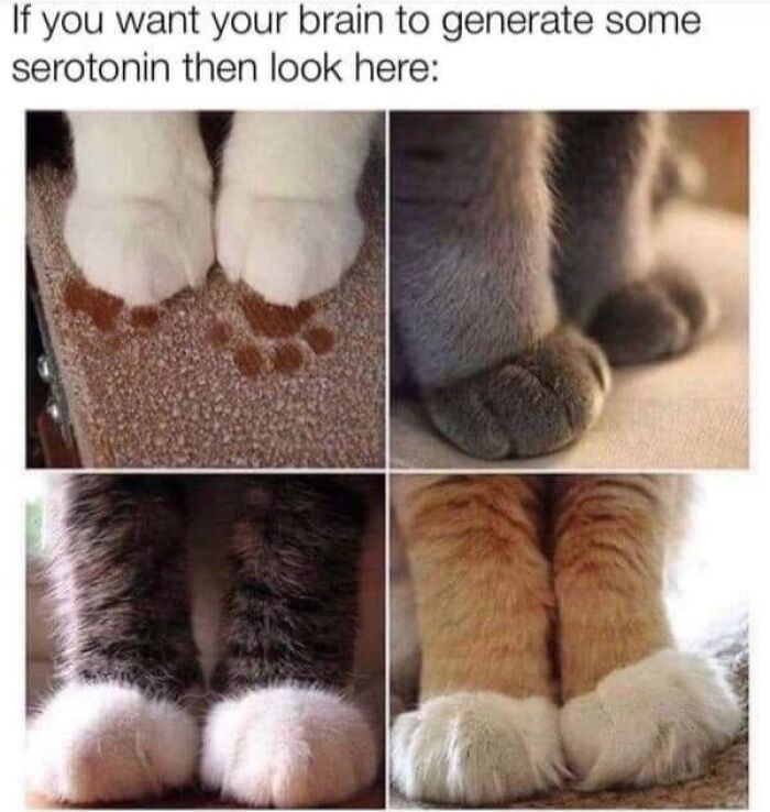 If You Live With A Cat, These 51 Funny Memes Shared By This Page Might Feel A Little Too Familiar If You Live With A Cat, These 51 Funny Memes Shared By This Page Might Feel A Little Too Familiar