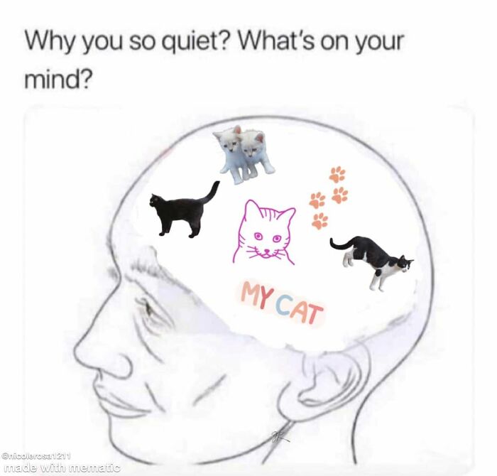 If You Live With A Cat, These 51 Funny Memes Shared By This Page Might Feel A Little Too Familiar If You Live With A Cat, These 51 Funny Memes Shared By This Page Might Feel A Little Too Familiar