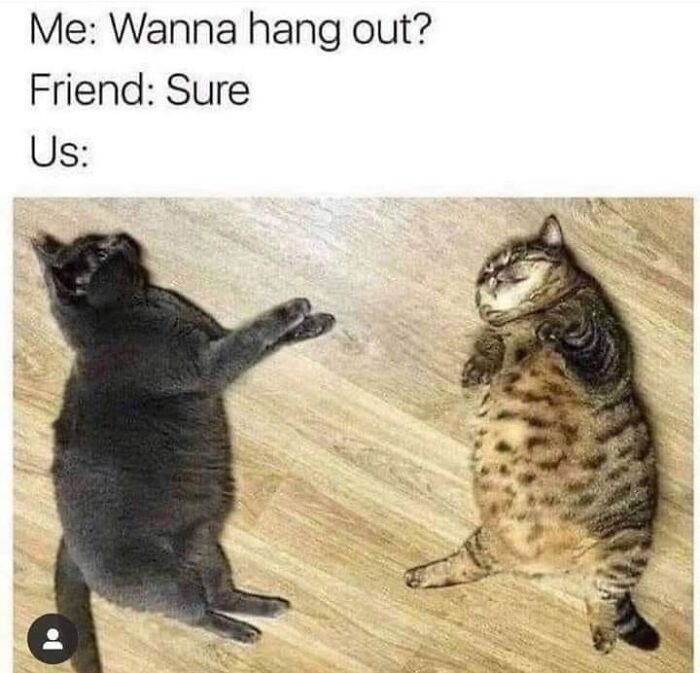 If You Live With A Cat, These 51 Funny Memes Shared By This Page Might Feel A Little Too Familiar If You Live With A Cat, These 51 Funny Memes Shared By This Page Might Feel A Little Too Familiar
