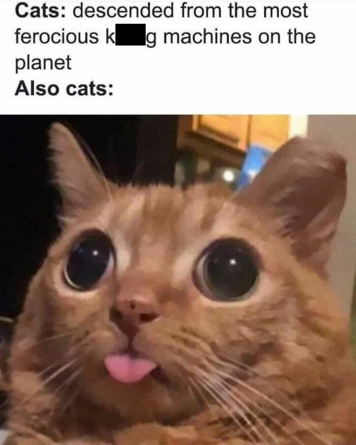 If You Live With A Cat, These 51 Funny Memes Shared By This Page Might Feel A Little Too Familiar If You Live With A Cat, These 51 Funny Memes Shared By This Page Might Feel A Little Too Familiar