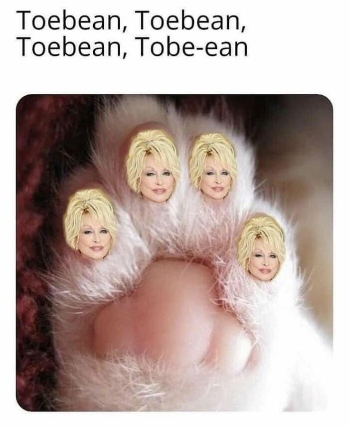 If You Live With A Cat, These 51 Funny Memes Shared By This Page Might Feel A Little Too Familiar If You Live With A Cat, These 51 Funny Memes Shared By This Page Might Feel A Little Too Familiar