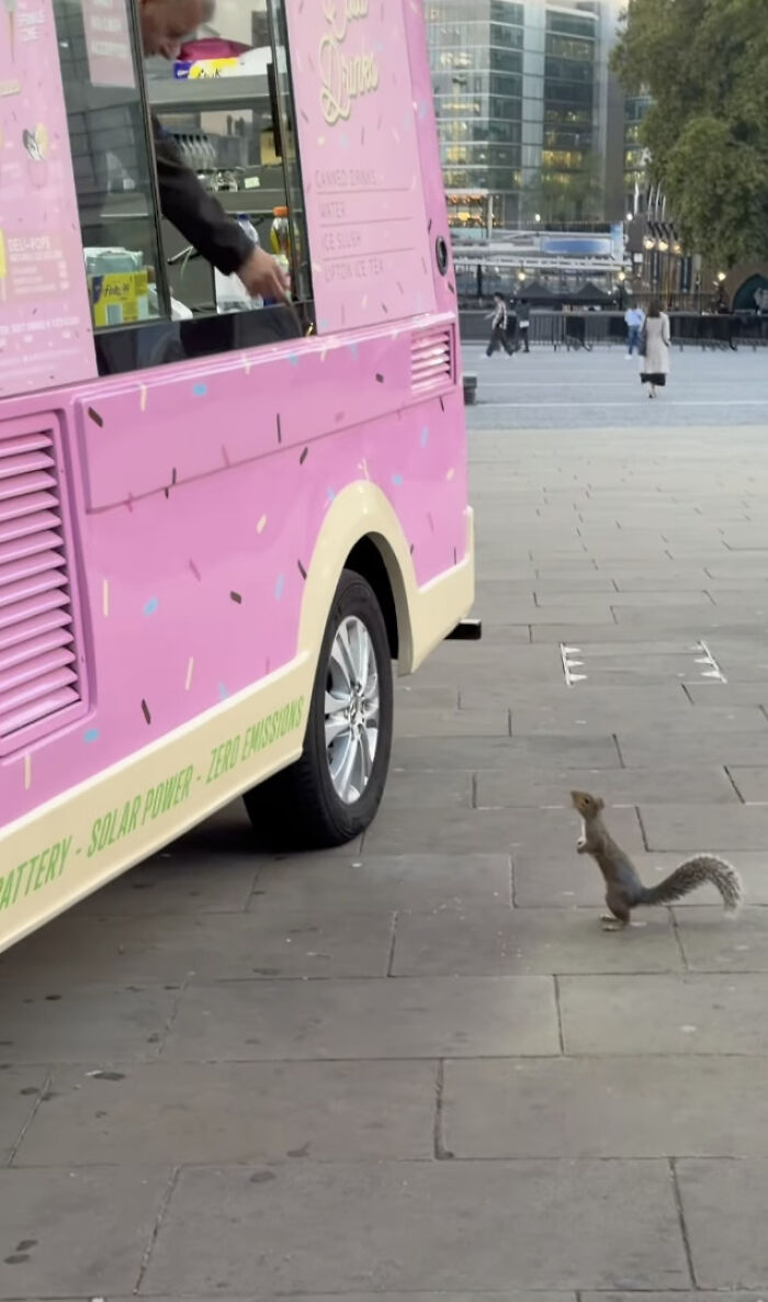 London Ice Cream Van Owner Forms Unlikely Friendship With Local Tower Bridge Squirrel London Ice Cream Van Owner Forms Unlikely Friendship With Local Tower Bridge Squirrel