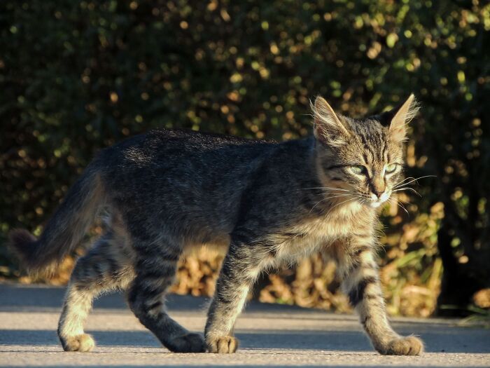 Ancient Chinese Cat Names Reveal How Poets, Emperors And Families Saw Their Cats