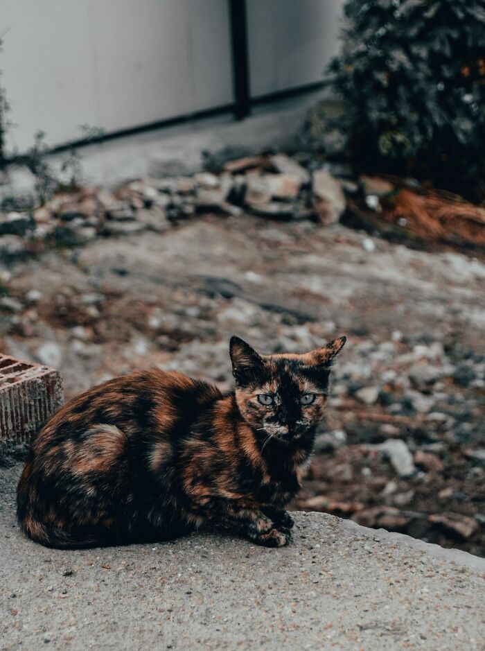 Ancient Chinese Cat Names Reveal How Poets, Emperors And Families Saw Their Cats