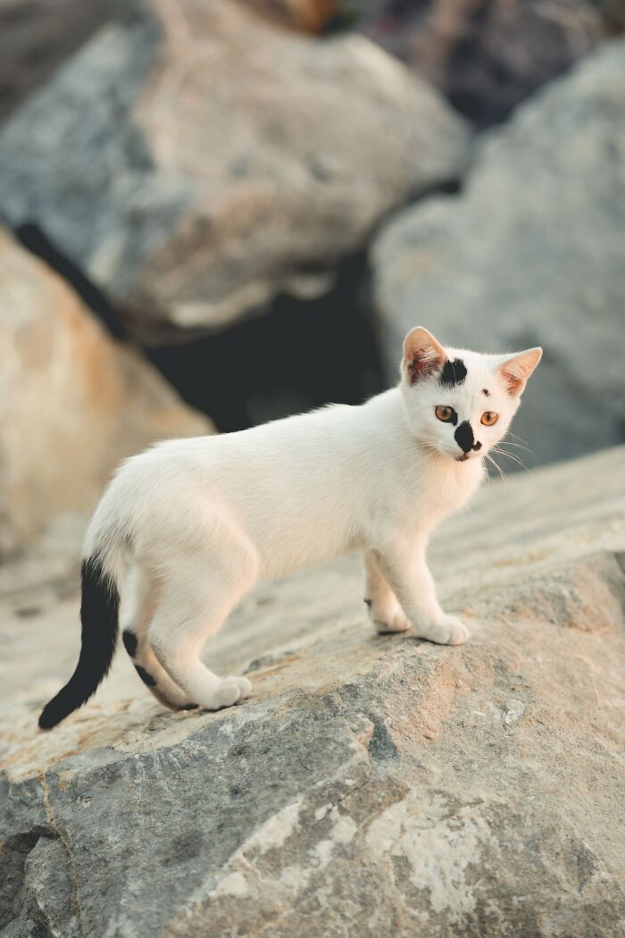 Ancient Chinese Cat Names Reveal How Poets, Emperors And Families Saw Their Cats