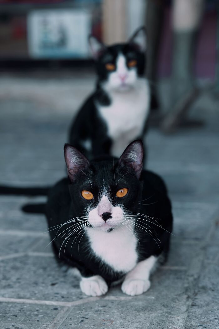 Ancient Chinese Cat Names Reveal How Poets, Emperors And Families Saw Their Cats