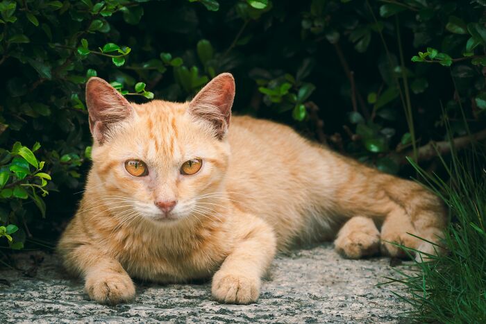 Ancient Chinese Cat Names Reveal How Poets, Emperors And Families Saw Their Cats