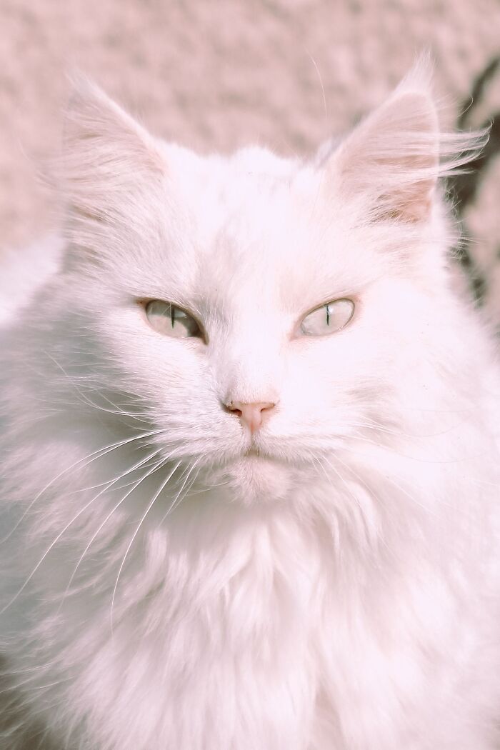 Ancient Chinese Cat Names Reveal How Poets, Emperors And Families Saw Their Cats