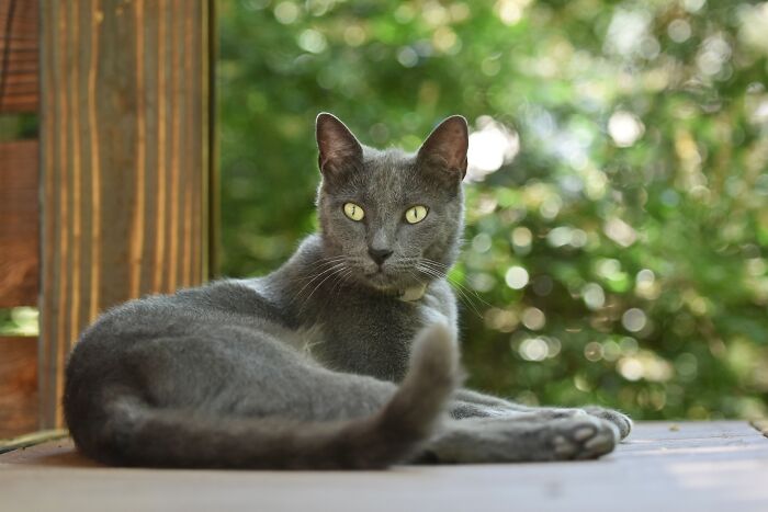 Ancient Chinese Cat Names Reveal How Poets, Emperors And Families Saw Their Cats