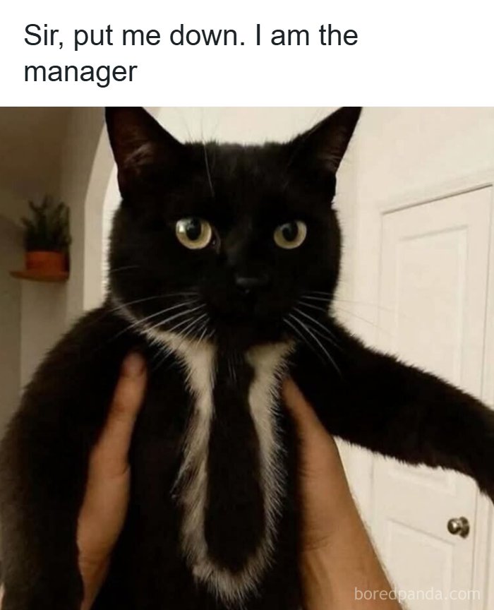80 Wholesome Memes That Might Make The Internet A Little Less Miserable (New Pics)