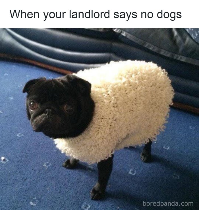 80 Wholesome Memes That Might Make The Internet A Little Less Miserable (New Pics)