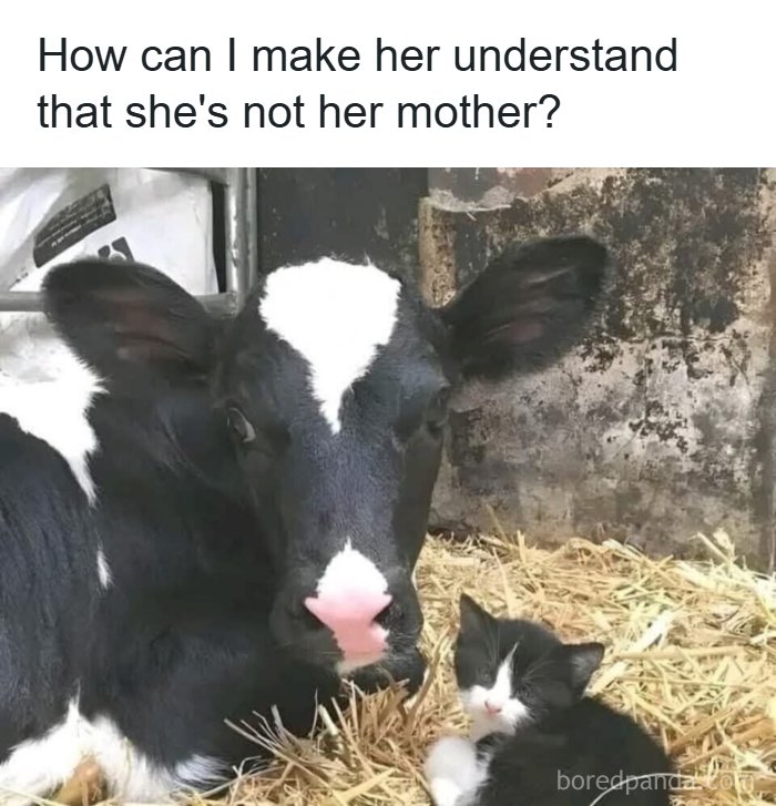 80 Wholesome Memes That Might Make The Internet A Little Less Miserable (New Pics)