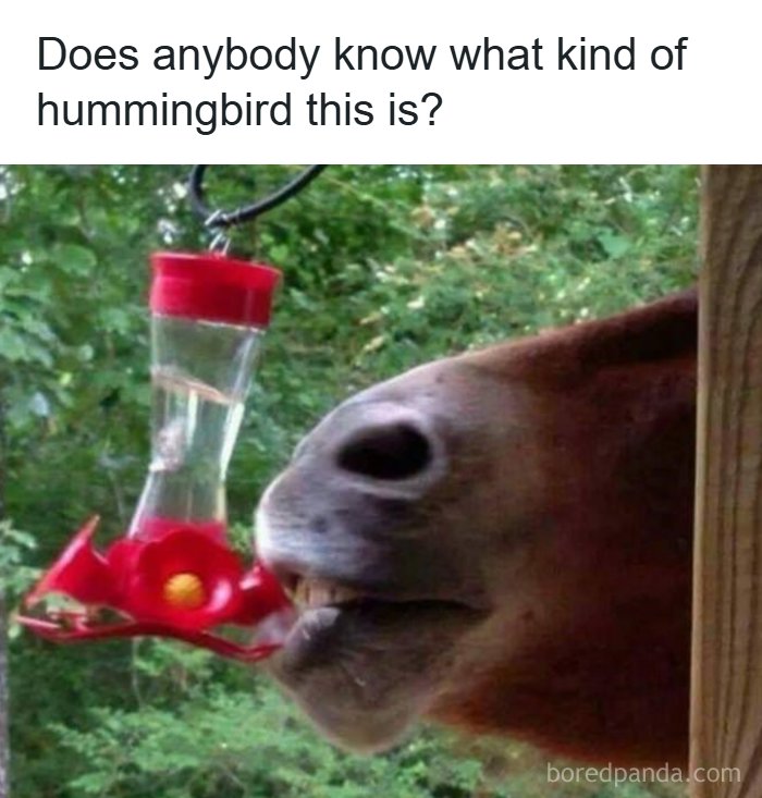 80 Wholesome Memes That Might Make The Internet A Little Less Miserable (New Pics)