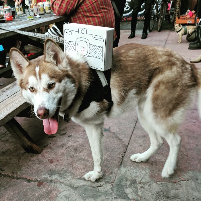 67 Creative And Hilarious People With Disabilities Who Won Halloween