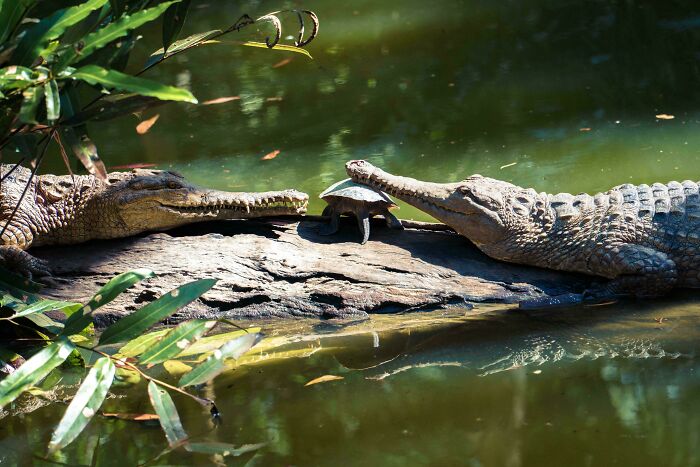 74 Amazing And Beautiful Photos That Might Make You Appreciate Animals Even More (New Pics)
