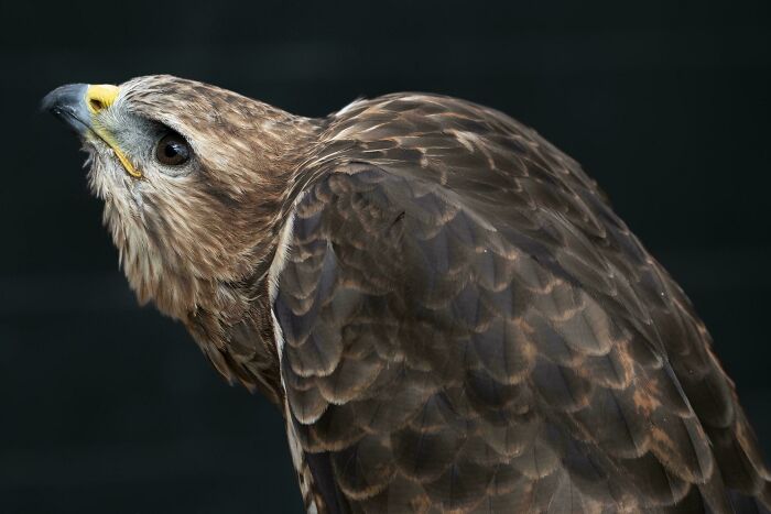 74 Amazing And Beautiful Photos That Might Make You Appreciate Animals Even More (New Pics)