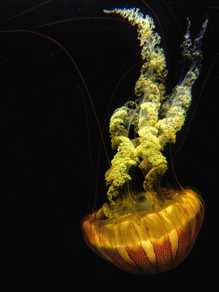 74 Amazing And Beautiful Photos That Might Make You Appreciate Animals Even More (New Pics)