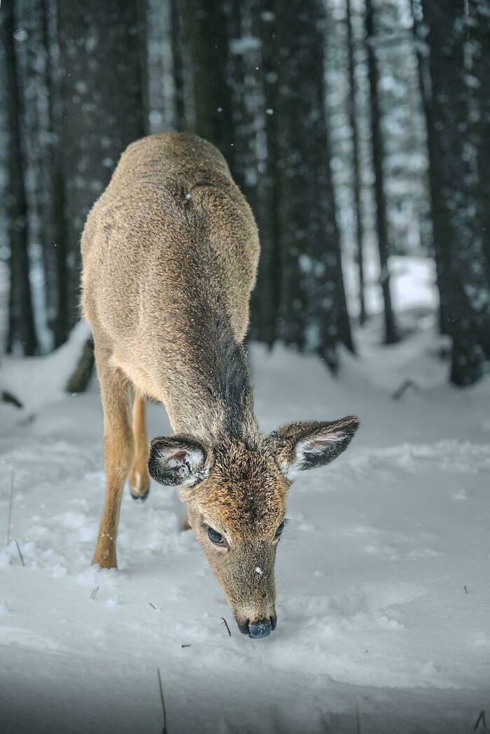 74 Amazing And Beautiful Photos That Might Make You Appreciate Animals Even More (New Pics)