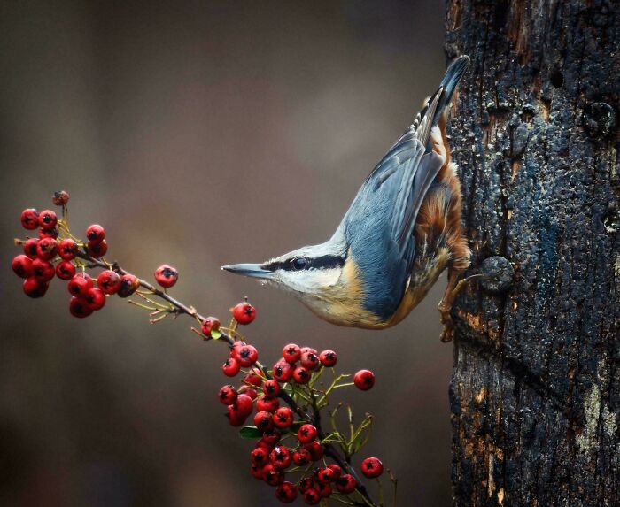 74 Amazing And Beautiful Photos That Might Make You Appreciate Animals Even More (New Pics)