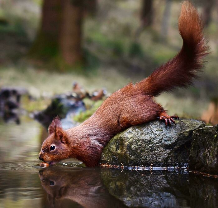 74 Amazing And Beautiful Photos That Might Make You Appreciate Animals Even More (New Pics)