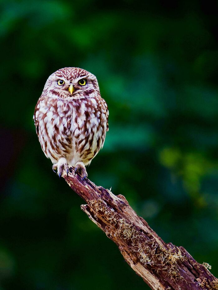 74 Amazing And Beautiful Photos That Might Make You Appreciate Animals Even More (New Pics)