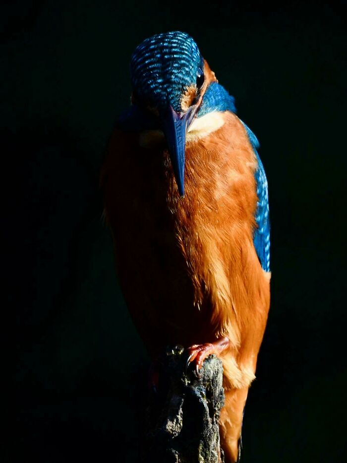 74 Amazing And Beautiful Photos That Might Make You Appreciate Animals Even More (New Pics)