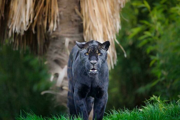 74 Amazing And Beautiful Photos That Might Make You Appreciate Animals Even More (New Pics)