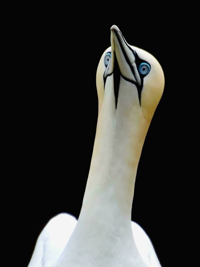 74 Amazing And Beautiful Photos That Might Make You Appreciate Animals Even More (New Pics)