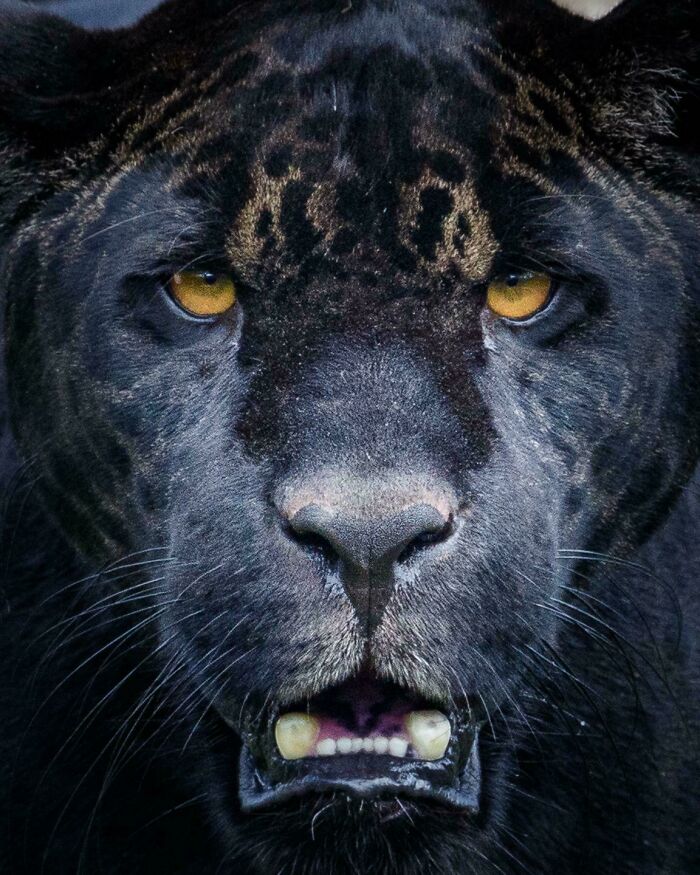 74 Amazing And Beautiful Photos That Might Make You Appreciate Animals Even More (New Pics)