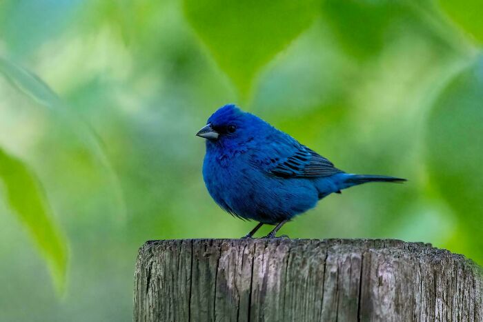 74 Amazing And Beautiful Photos That Might Make You Appreciate Animals Even More (New Pics)