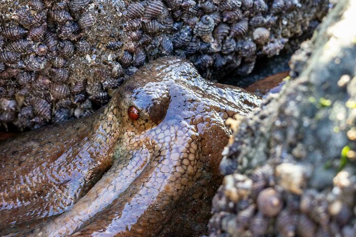 74 Amazing And Beautiful Photos That Might Make You Appreciate Animals Even More (New Pics)