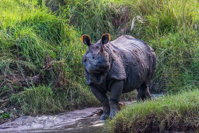 74 Amazing And Beautiful Photos That Might Make You Appreciate Animals Even More (New Pics)