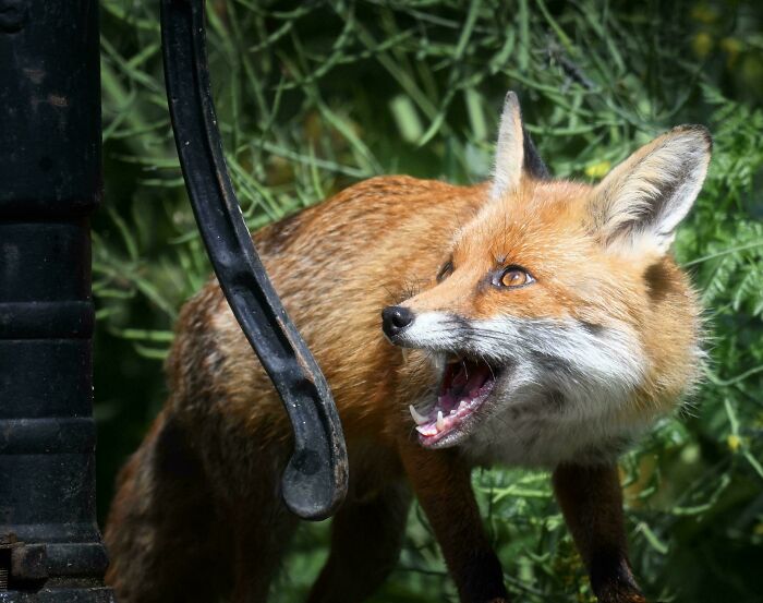 74 Amazing And Beautiful Photos That Might Make You Appreciate Animals Even More (New Pics)