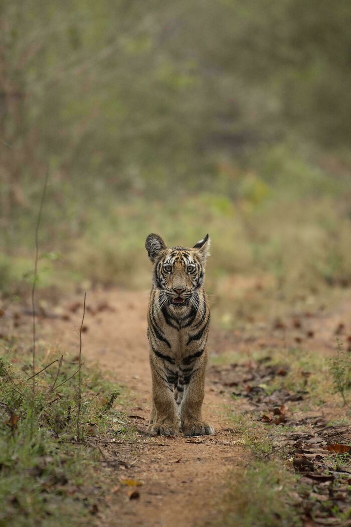 74 Amazing And Beautiful Photos That Might Make You Appreciate Animals Even More (New Pics)