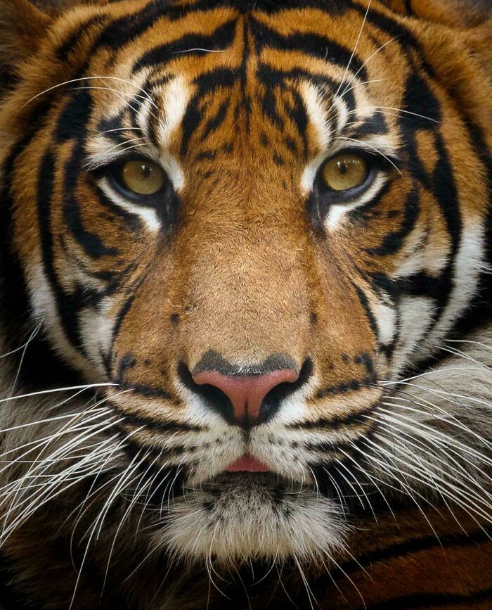 74 Amazing And Beautiful Photos That Might Make You Appreciate Animals Even More (New Pics)
