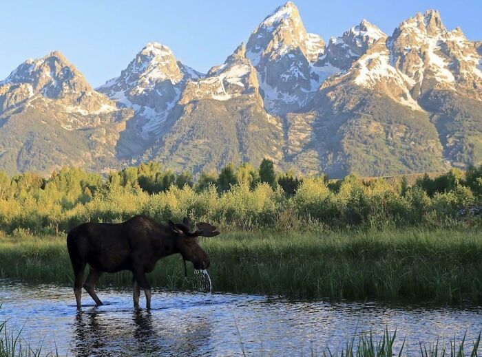 74 Amazing And Beautiful Photos That Might Make You Appreciate Animals Even More (New Pics)