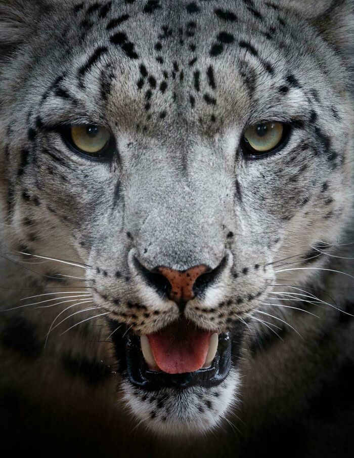 74 Amazing And Beautiful Photos That Might Make You Appreciate Animals Even More (New Pics)
