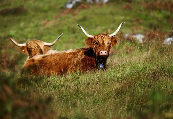 74 Amazing And Beautiful Photos That Might Make You Appreciate Animals Even More (New Pics)