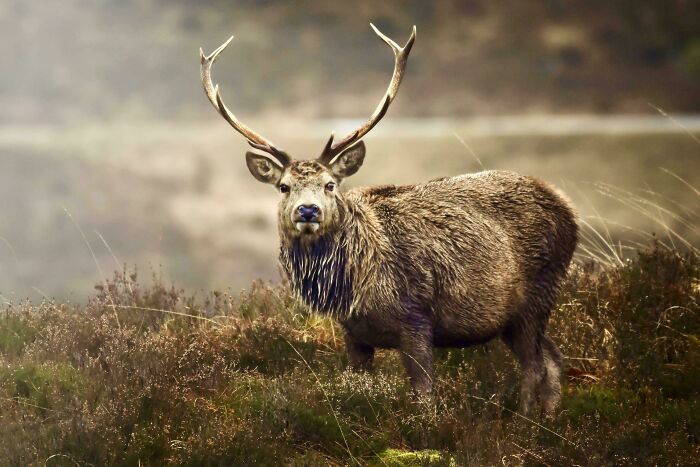 74 Amazing And Beautiful Photos That Might Make You Appreciate Animals Even More (New Pics)