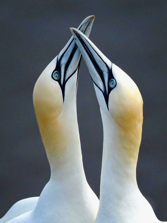 74 Amazing And Beautiful Photos That Might Make You Appreciate Animals Even More (New Pics)