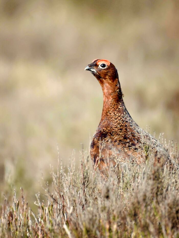 74 Amazing And Beautiful Photos That Might Make You Appreciate Animals Even More (New Pics)