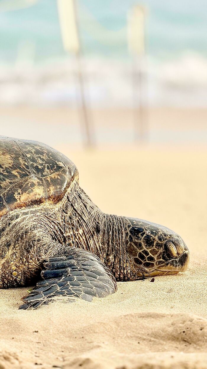 74 Amazing And Beautiful Photos That Might Make You Appreciate Animals Even More (New Pics)