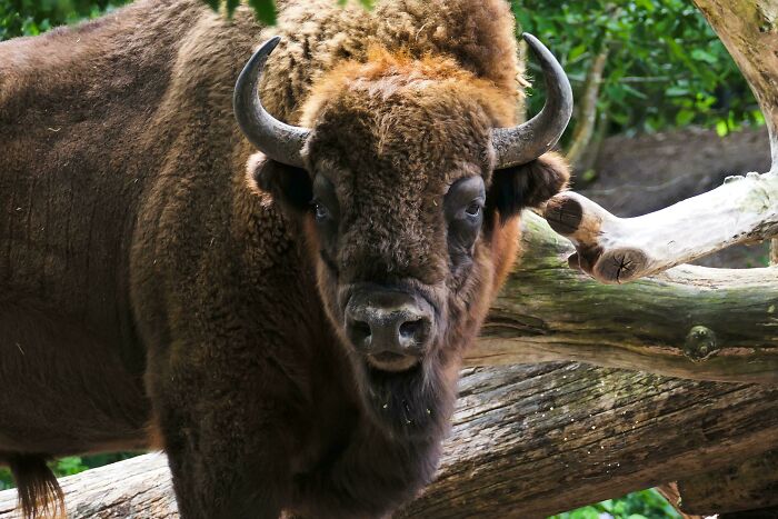 74 Amazing And Beautiful Photos That Might Make You Appreciate Animals Even More (New Pics)