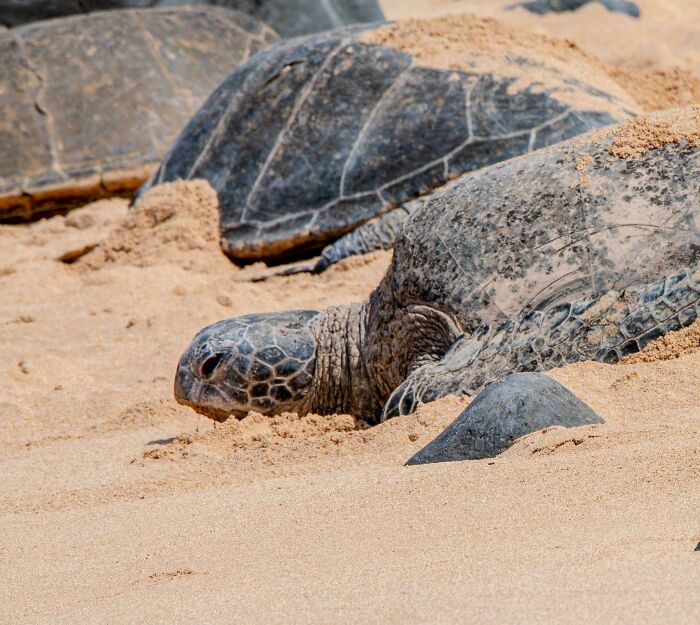 74 Amazing And Beautiful Photos That Might Make You Appreciate Animals Even More (New Pics)