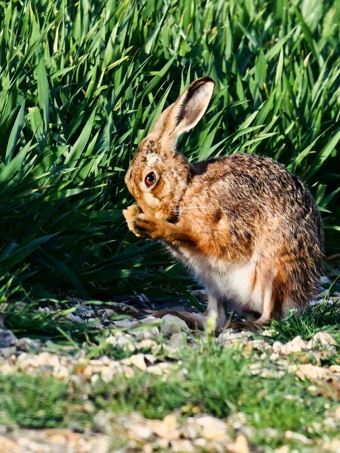 74 Amazing And Beautiful Photos That Might Make You Appreciate Animals Even More (New Pics)