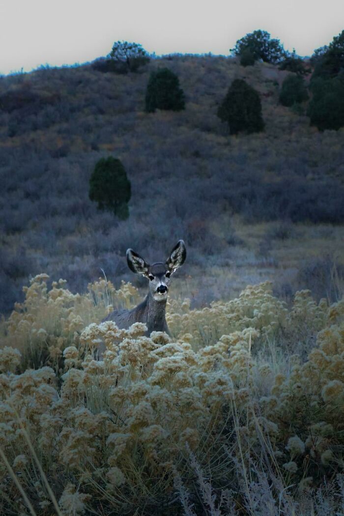 74 Amazing And Beautiful Photos That Might Make You Appreciate Animals Even More (New Pics)