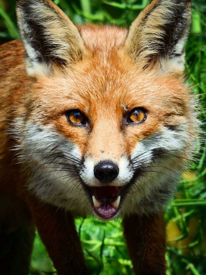 74 Amazing And Beautiful Photos That Might Make You Appreciate Animals Even More (New Pics)