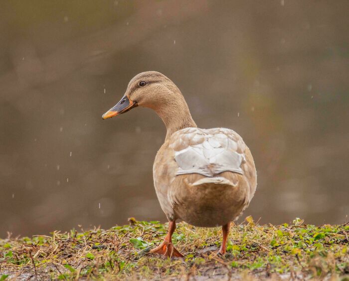 74 Amazing And Beautiful Photos That Might Make You Appreciate Animals Even More (New Pics)