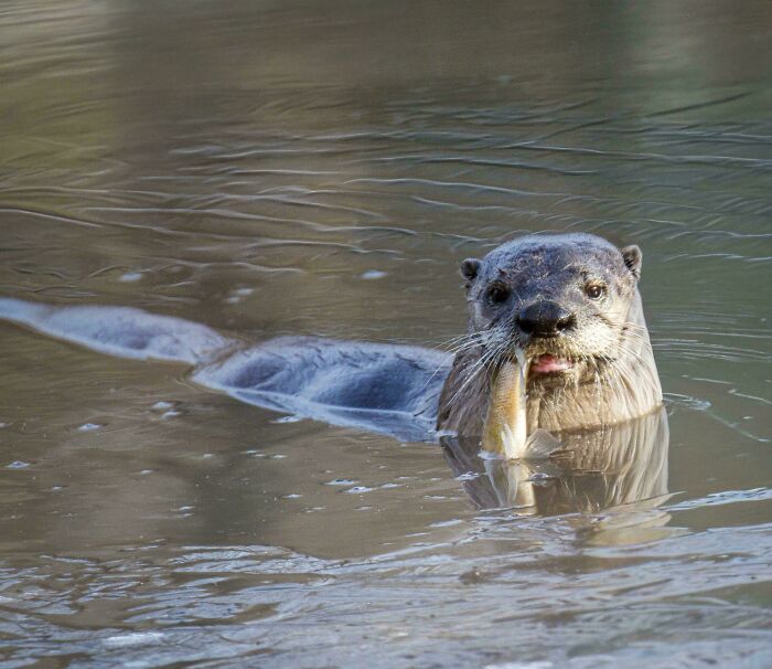 74 Amazing And Beautiful Photos That Might Make You Appreciate Animals Even More (New Pics)